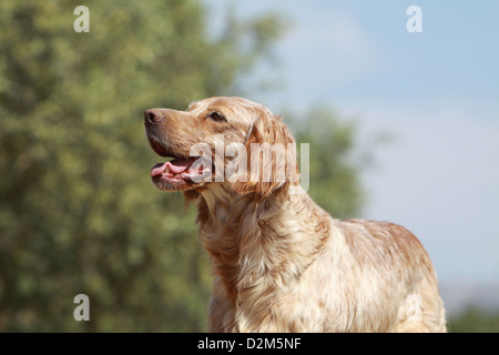 Chien Setter Anglais (adultes) profil portrait orange Belton Banque D'Images