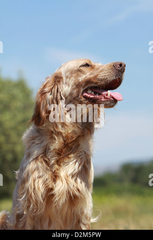 Chien Setter Anglais (adultes) profil portrait orange Belton Banque D'Images