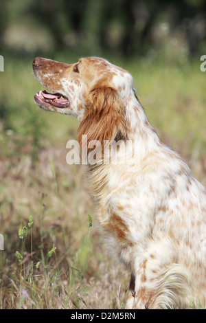 Chien Setter Anglais (adultes) profil portrait orange Belton Banque D'Images