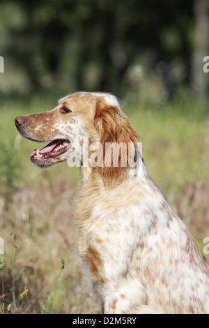 Chien Setter Anglais (adultes) profil portrait orange Belton Banque D'Images