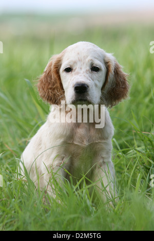 Chiot Chien Setter Anglais (orange Belton) assis dans un pré Banque D'Images