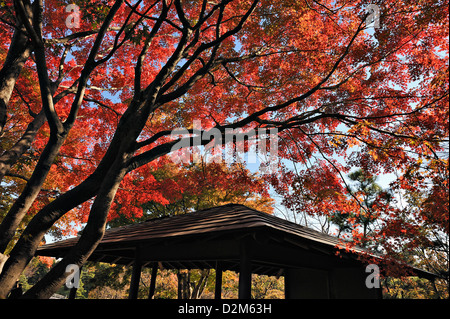 Les érables en automne brillant des couleurs dans le parc Rikugien in central Tokyo, Japan Banque D'Images