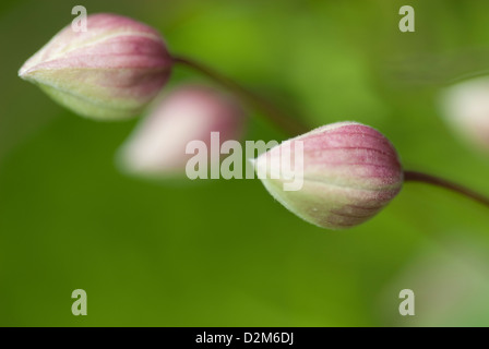 Close up image de bourgeons de Clematis Banque D'Images