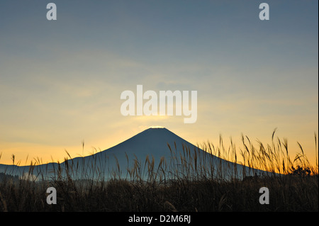 L'aube sur le Mont Fuji de l'Asagiri Highlands, Japon, avec un avant-plan des grandes herbes susuki. Banque D'Images