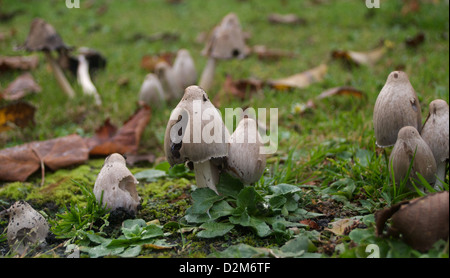 Champignons sauvages poussent dans les motifs de Greyfriars Kirkyard, Édimbourg, Écosse Banque D'Images