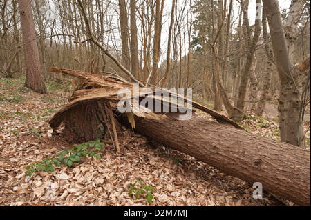Vieux arbres pourris base parcellaire d'être renversés dans l'écorce du vent splinter et les débris d'épinette Banque D'Images