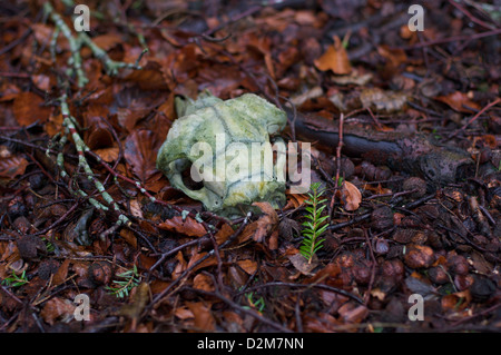 Crâne d'un animal se trouve parmi les feuilles tombées d'une route près de la forêt à Auchengray, Ecosse Banque D'Images