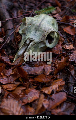 Crâne d'un animal se trouve parmi les feuilles tombées d'une route près de la forêt à Auchengray, Ecosse Banque D'Images