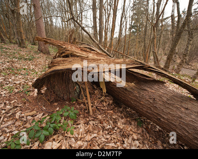 Vieux arbres pourris base parcellaire d'être renversés dans l'écorce du vent splinter et les débris d'épinette Banque D'Images
