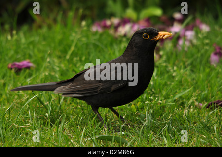 Blackbird mâle avec bec plein de vers de farine Banque D'Images