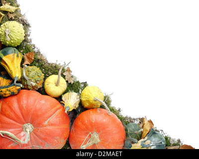 Composition des citrouilles, courges d'été et des feuilles mortes avec l'espace blanc Banque D'Images