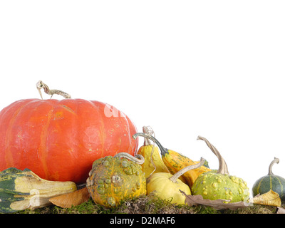 Composition des citrouilles, courges d'été et des feuilles mortes sur fond blanc Banque D'Images