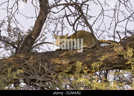 Chat Sauvage Africain (Felis lybica) dans un arbre épineux dans le Kgalagadi Transfrontier Park, Kalahari, Afrique du Sud Banque D'Images