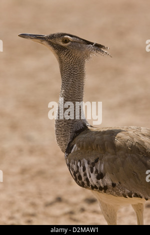 Outarde Kori (Ardeotis kori) dans les prairies sèches, désert du Kalahari, Afrique du Sud Banque D'Images