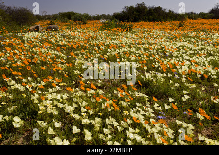 Fleurs de Printemps, d'autant plus Grielum humifusum Skilpad jaune, réserve naturelle, Parc National Namaqua, Namaqualand. L'Afrique du Sud Banque D'Images