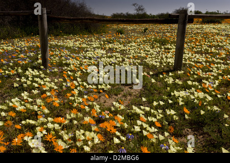 Fleurs de Printemps, d'autant plus Grielum humifusum Skilpad jaune, réserve naturelle, Parc National Namaqua, Namaqualand. L'Afrique du Sud Banque D'Images