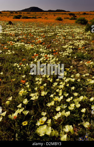 Fleurs de Printemps, spectaculaire surtout Grielum Skilpad humifusum, réserve naturelle, Parc National Namaqua, Namaqualand, Afrique du Sud Banque D'Images