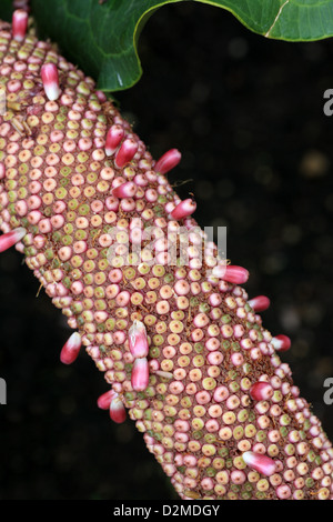 Spadice, Aracées Anthurium sp., Araceae. Banque D'Images