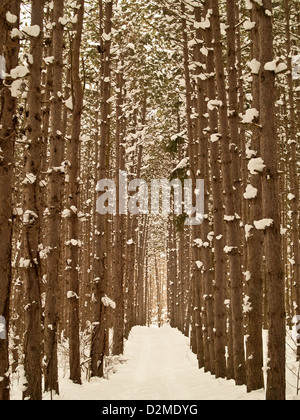 Sentier de randonnée bordé par des pins blancs en hiver Banque D'Images