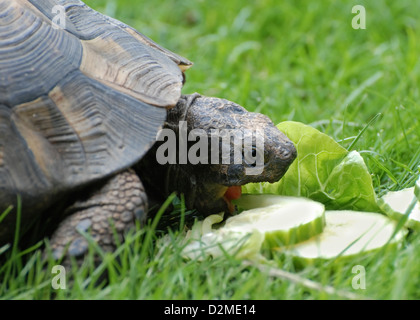 Close up vue avant de l'animal tortue dans l'herbe sur le jardin de manger des tranches de concombre Banque D'Images