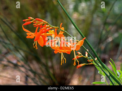 Chute d'étoiles, Valentine, ou, Montbretia Crocosmia aurea, Iridaceae. Natif d'Afrique du Sud. Banque D'Images