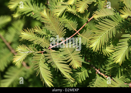 Dawn Redwood, Metasequoia glyptostroboides, Cupressaceae. À l'ouest de la Chine. Banque D'Images