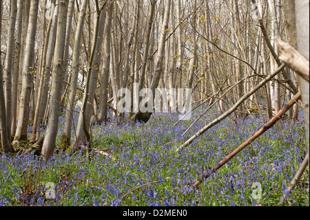 Jacinthes des bois de bouleau et hêtre chêne en soleil, printemps rayons de soleil percer bois sur sol forestier Banque D'Images