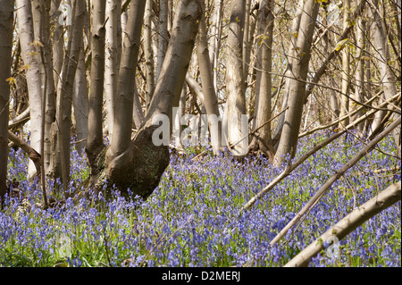Jacinthes des bois de bouleau et hêtre chêne en soleil, printemps rayons de soleil percer bois sur sol forestier Banque D'Images