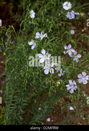 Le lin, le lin commun ou de lin, Linum usitatissimum, Linaceae. Méditerranée et l'Europe occidentale. Banque D'Images