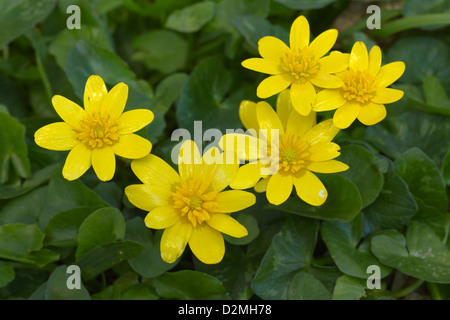 Lesser Celandine, (Ranunculus ficaria), groupe de floraison, West Dorset, Angleterre, avril Banque D'Images