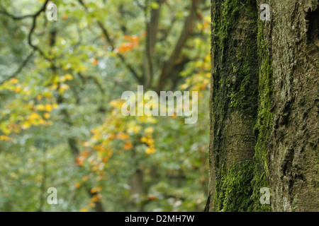 Le hêtre commun (Fagus sylvatica), close-up de rameau de l'arbre en bois, bois de Clowes, Warwickshire, Angleterre, octobre Banque D'Images