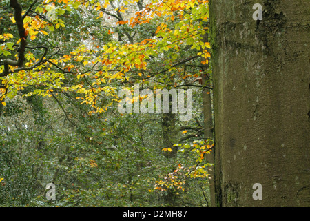 Le hêtre commun (Fagus sylvatica), close-up de rameau de l'arbre en bois, bois de Clowes, Warwickshire, Angleterre, octobre Banque D'Images