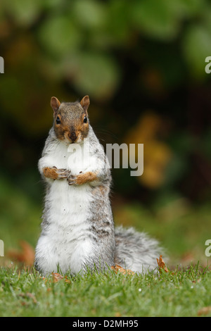 L'Écureuil gris (Sciurus carolinensis), adulte, debout sur ses pattes en alerte posent sur jardin pelouse, Warwickshire, Angleterre, octobre Banque D'Images