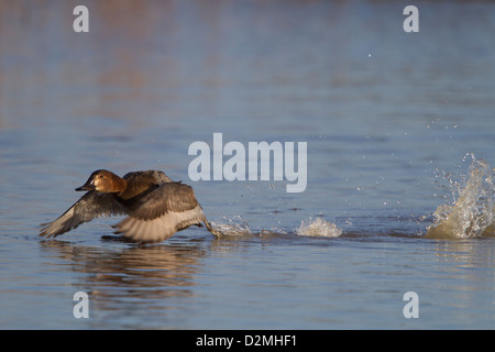 Fuligule Milouin (Aythya ferina), femelle adulte, prendre son envol à partir de l'eau, Slimbridge, Gloucestershire, Angleterre, Janvier Banque D'Images