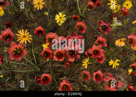 Grande espèce endémique de 'Sed Crocus' rose (Romulea sabulosa) dans un sol argileux humide près de Nieuwoudtville, Cap Nord, Afrique du Sud Banque D'Images