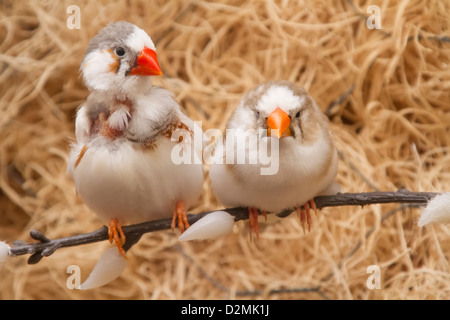 Zebra Finch. Estrildidae. Poephila guttata castanotis. Banque D'Images