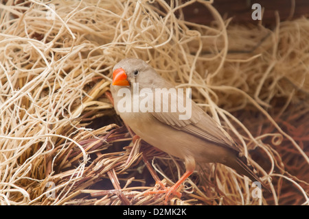 Zebra Finch. Estrildidae. Poephila guttata castanotis. Photographié en captivité. Banque D'Images