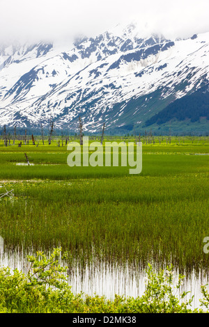 L'herbe de marais le long de la pointe sud de Turnagain Arm, près de Portage, l'Alaska, USA. Au-delà des montagnes Chugach, couverts de neige. Banque D'Images