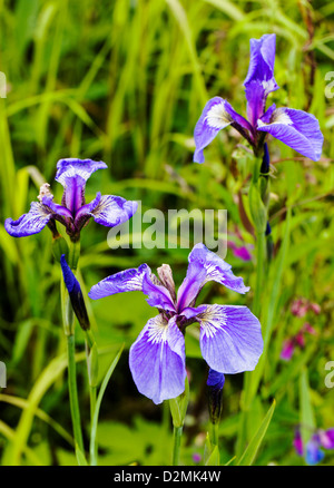 Iris sauvages (iris setosa) poussent le long de la pointe sud de Turnagain Arm, près de Portage, Alaska, USA Banque D'Images