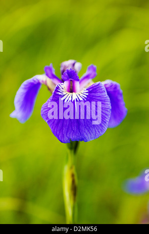Iris sauvages (iris setosa) poussent le long de la pointe sud de Turnagain Arm, près de Portage, Alaska, USA Banque D'Images
