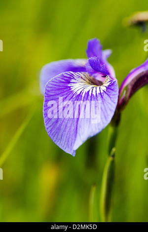 Iris sauvages (iris setosa) poussent le long de la pointe sud de Turnagain Arm, près de Portage, Alaska, USA Banque D'Images