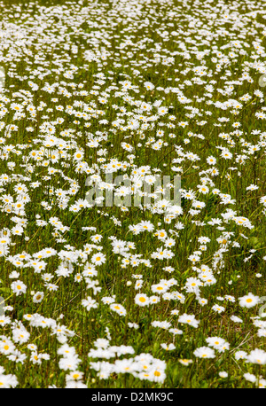 White Daisies (Asteraceae) fleurissent le long de la route 1 près de Saxton, péninsule de Kenai, Alaska, USA Banque D'Images