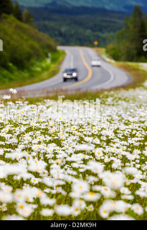 White Daisies (Asteraceae) fleurissent le long de la route 1 près de Saxton, péninsule de Kenai, Alaska, USA Banque D'Images