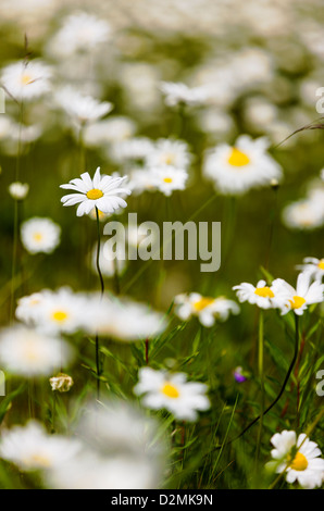 White Daisies (Asteraceae) fleurissent le long de la route 1 près de Saxton, péninsule de Kenai, Alaska, USA Banque D'Images