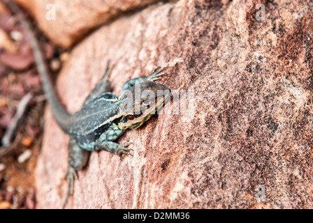 Un lézard Dragon baigne au soleil sur un rocher de l'outback Banque D'Images