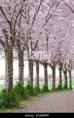 Les cerisiers en fleurs en Ontario Canada Banque D'Images