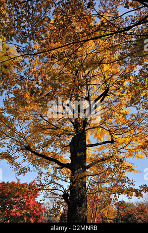 Ginko arbre en automne brillant des couleurs dans le parc Rikugien in central Tokyo, Japan Banque D'Images