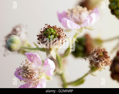 Les fleurs et les mûres non mûres de Rubus fruticosus 'Theodor Reimers'. Banque D'Images