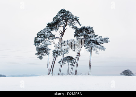 Un bouquet d'arbres de pin sylvestre (Pinus sylvestris) dans la neige. Banque D'Images Un bouquet d'arbres de pin sylvestre (Pinus sylvestris) dans la neige. Banque D'Images