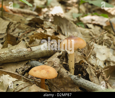 Grisette fauve Amanita fulva poussant sur sol forestier Banque D'Images